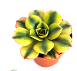 Starburst Aeonium